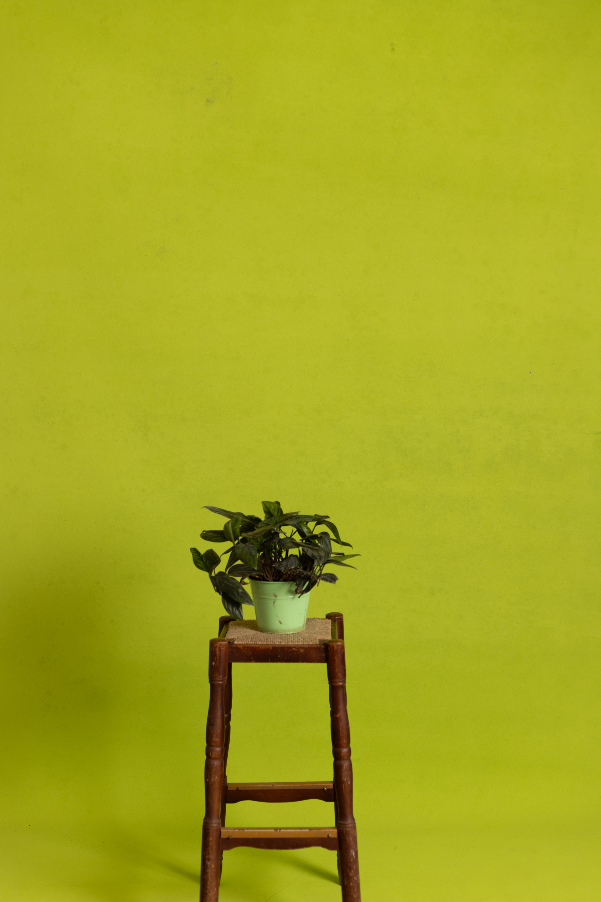 Citron Dune Painted Canvas Backdrop (RN#527)