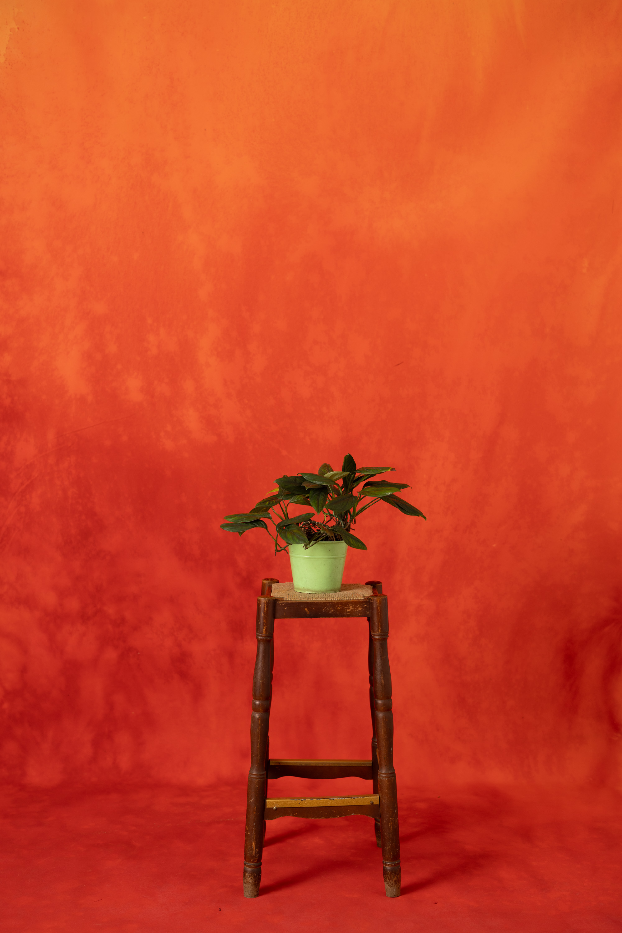 Flare Rouge Painted Canvas Backdrop (RN#524)