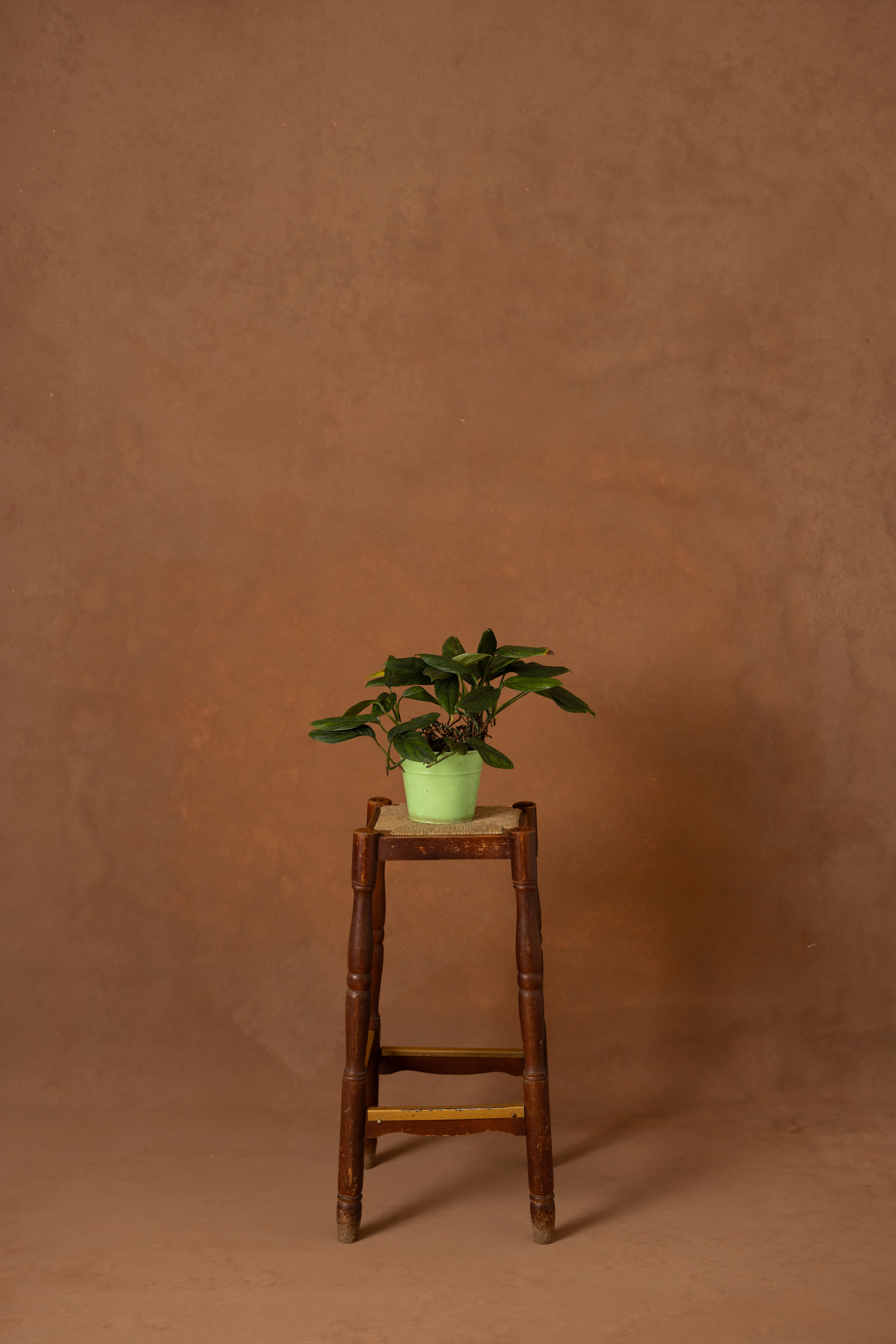 Mule Fawn Painted Canvas Backdrop (RN#519) view 2