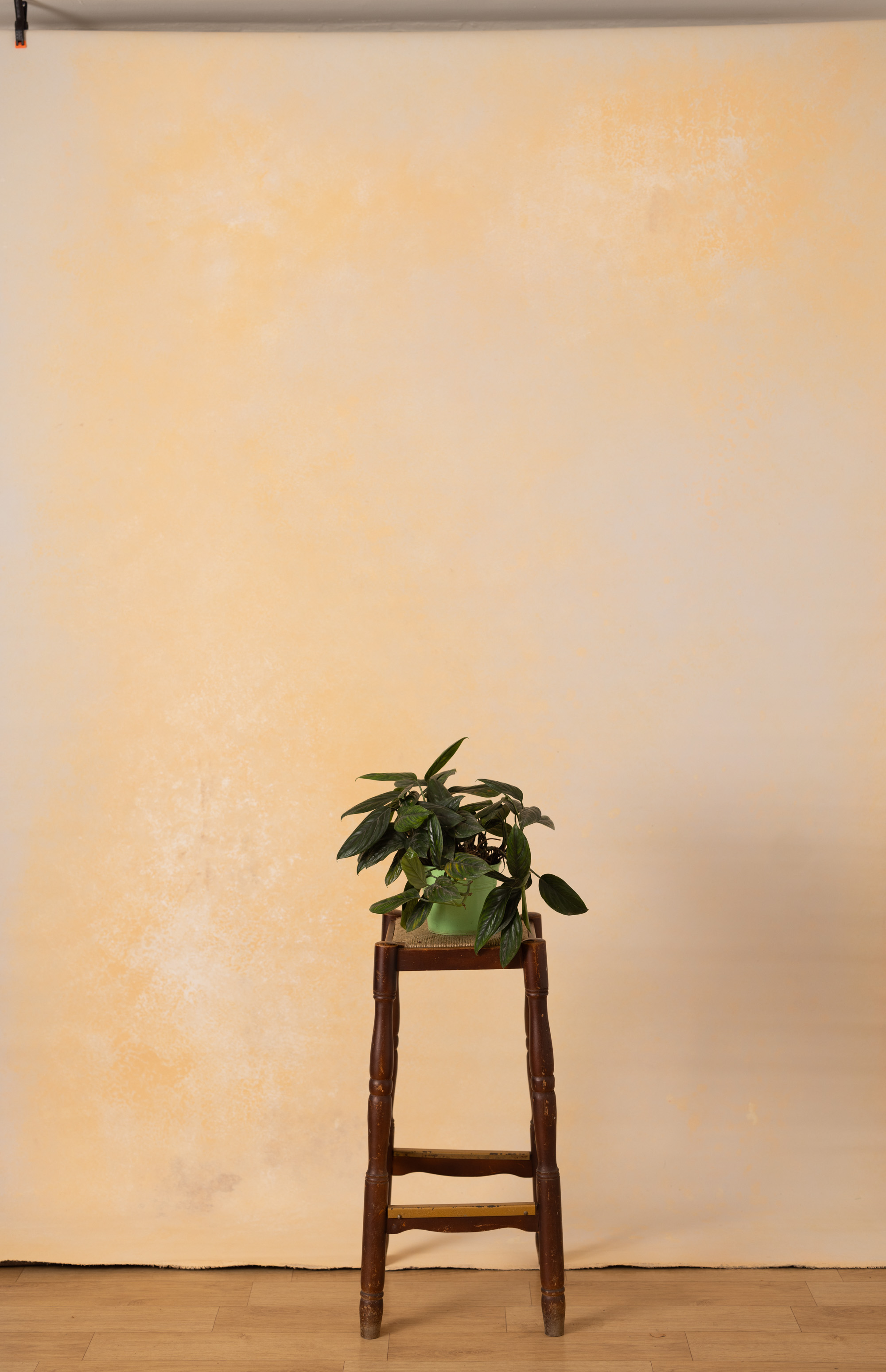 CongoBrown And Pavlova Painted Canvas Backdrop (RN#509) view 2