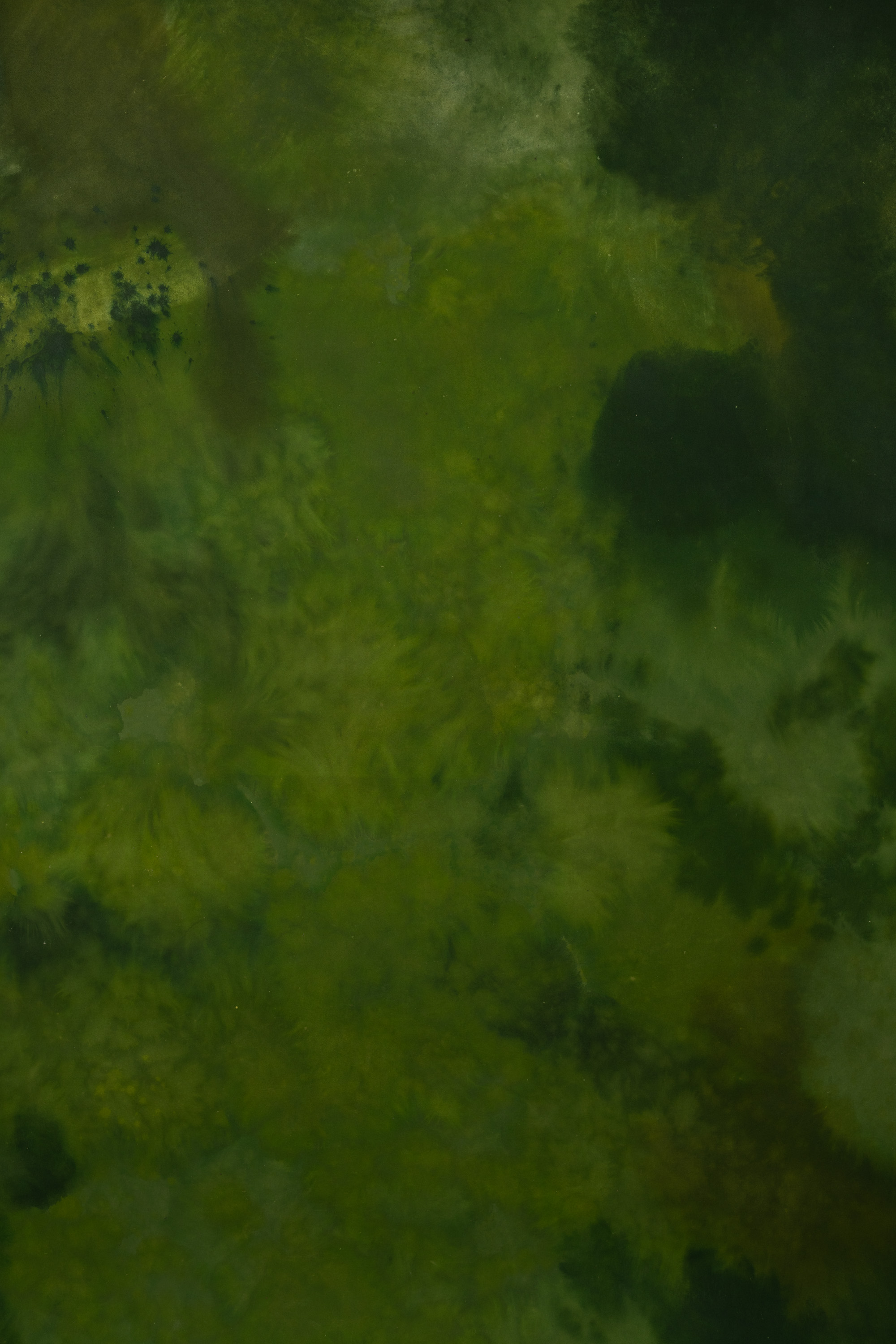 Seaweed Shoreline Painted Canvas Backdrop (RN#450) view 2