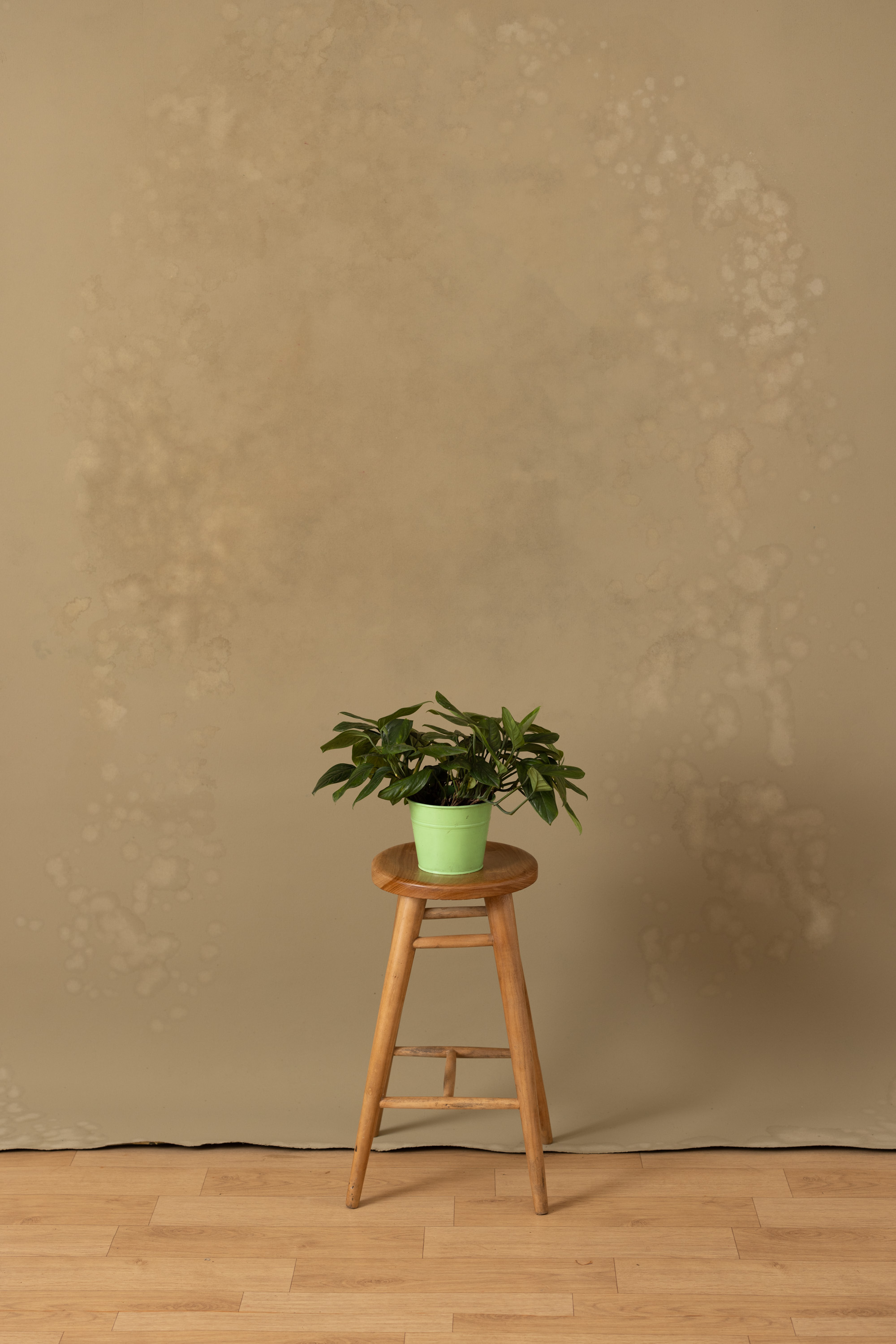 Foggy Birch Beaver Painted Canvas Backdrop (RN#373)