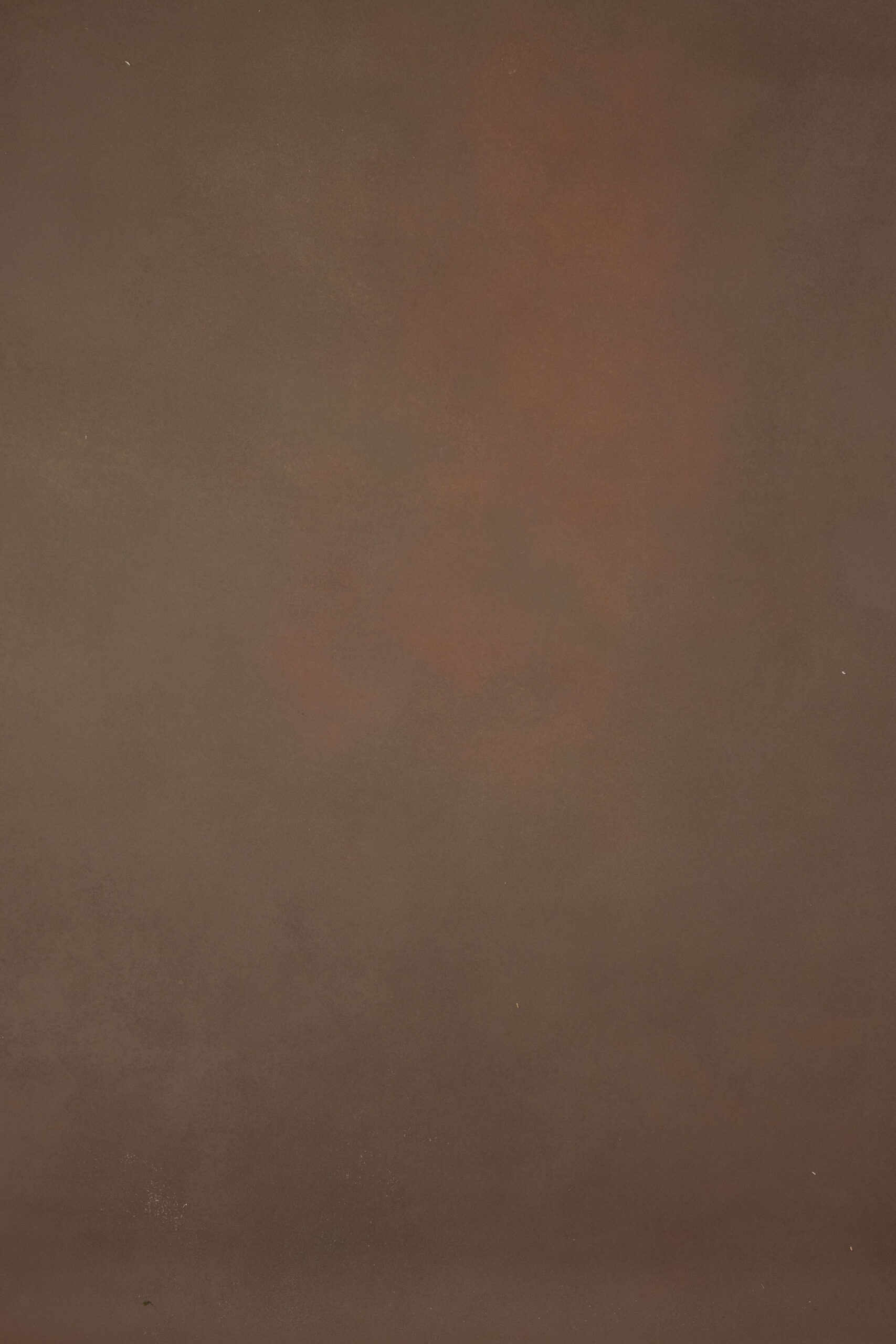 Brown Finch Painted Canvas Backdrop (RN#242)