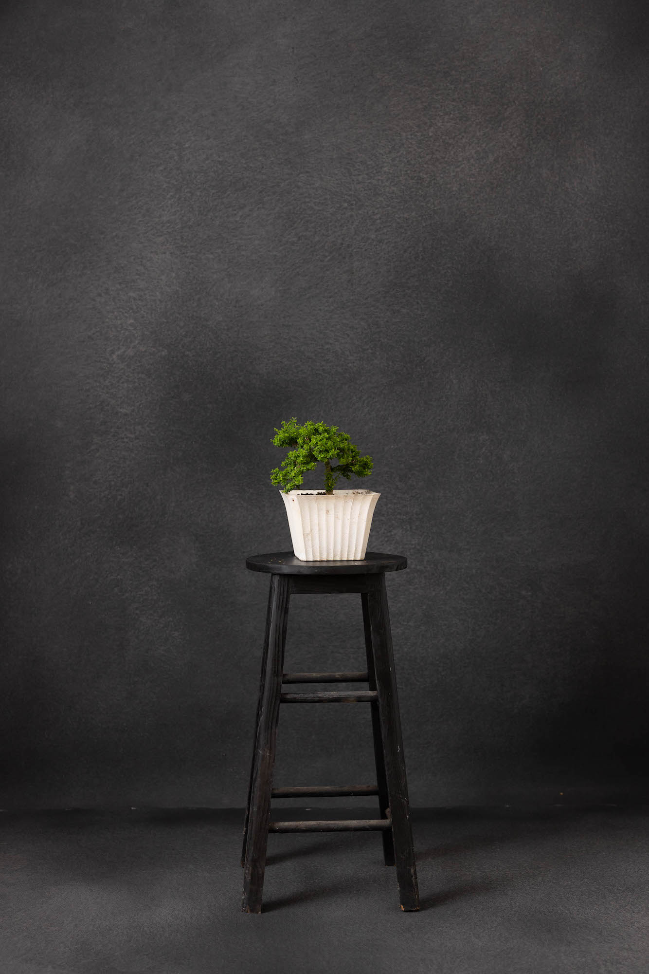 Black Cat Painted Canvas Backdrop (SL#259) view 3
