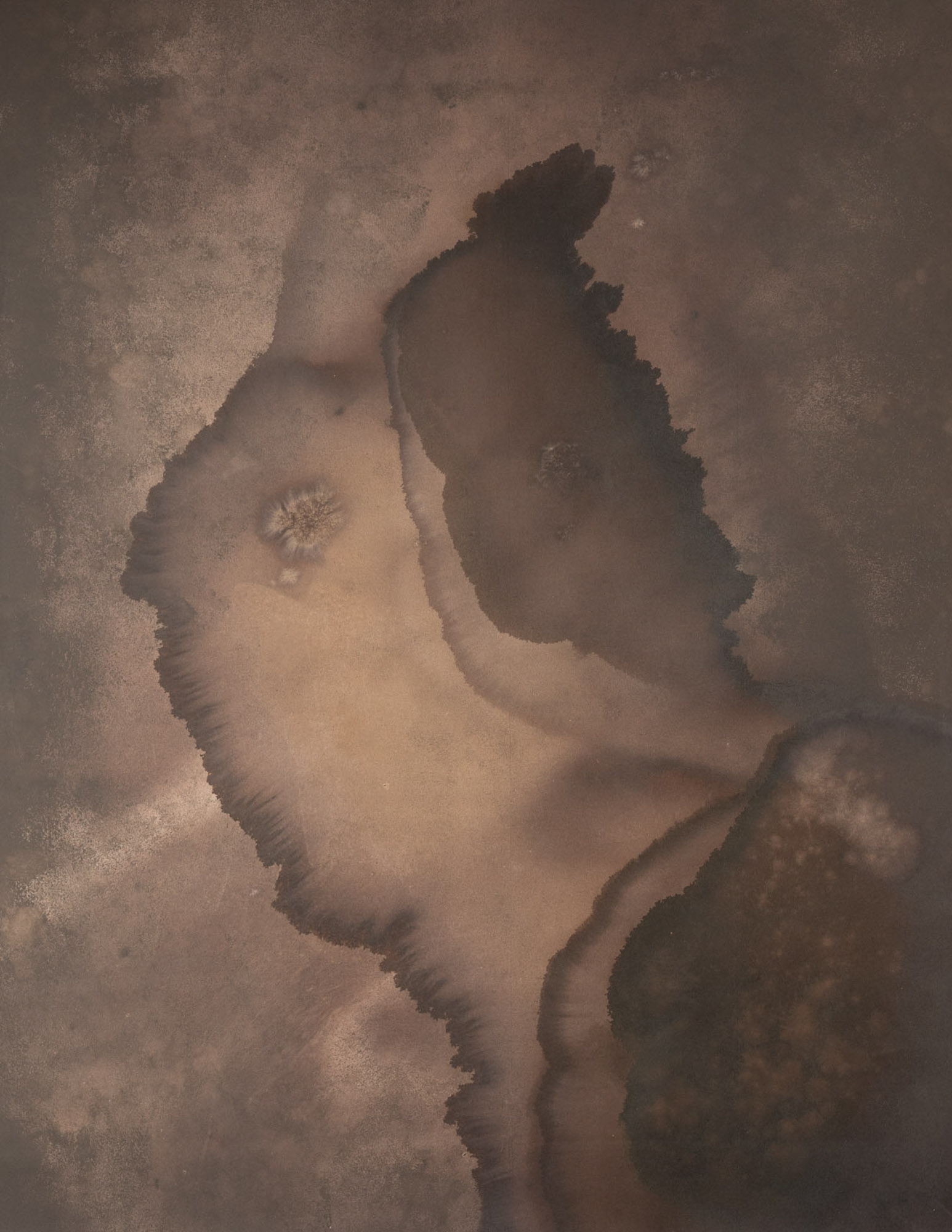 Rose Ebony Painted Canvas Backdrop (SL#227)