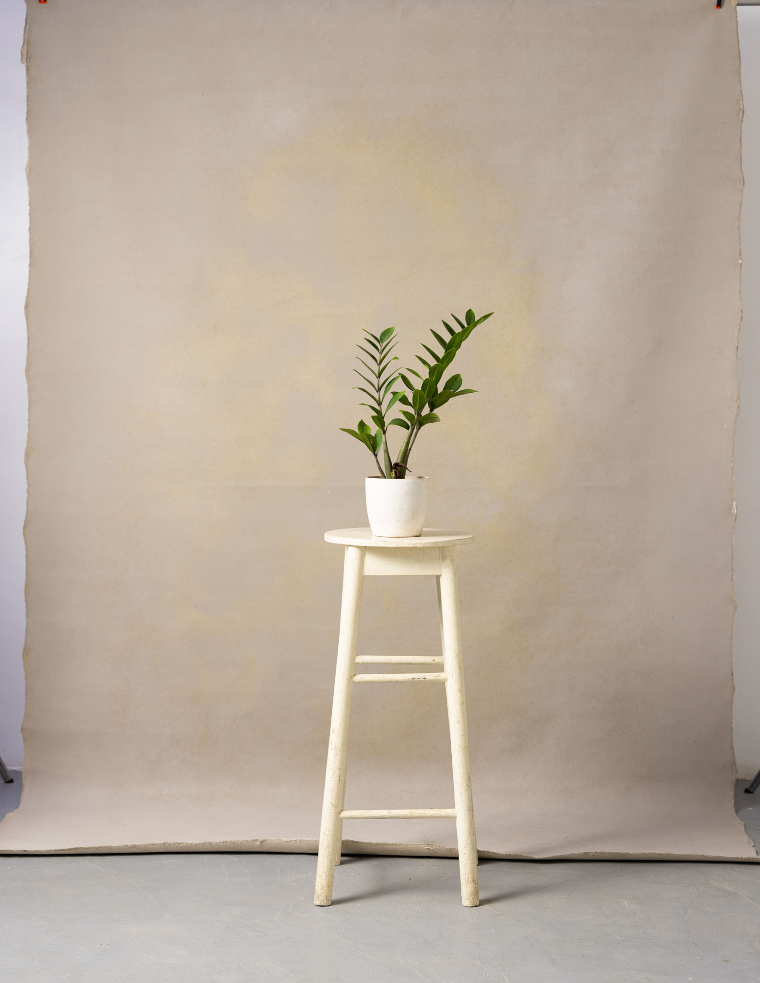 Mushroom Painted Canvas Backdrop (RN#220) view 2