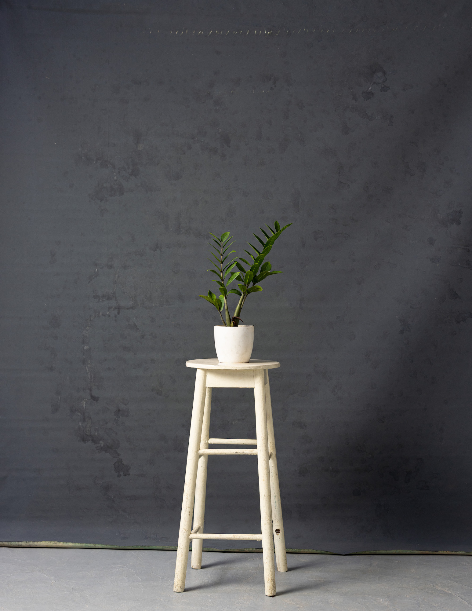 Black Eel Painted Canvas Backdrop (RN#52)