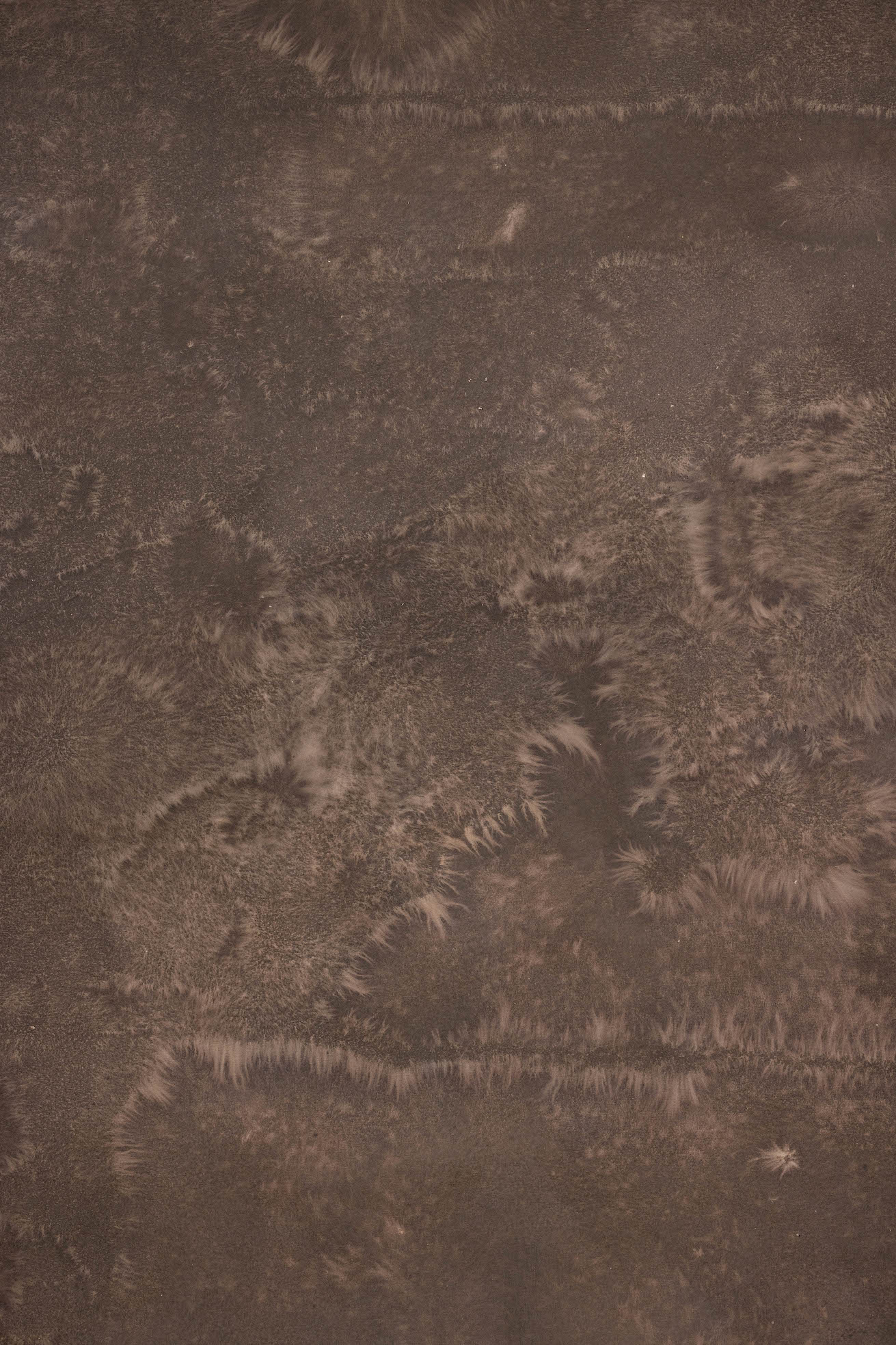 Wenge Digital Backdrop (DB#10127)